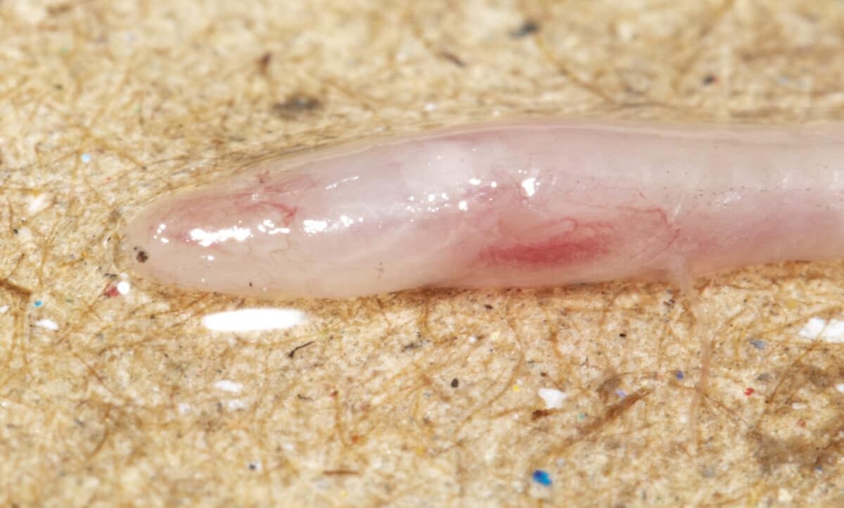 eel