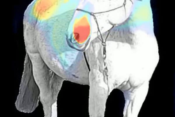 Visualization from the SHIC-XE AI framework revealing the anatomical cues used by AI to detect pain in horses.