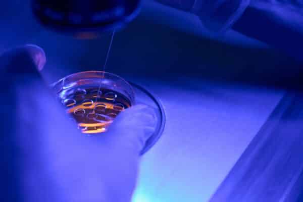 ivf embryo