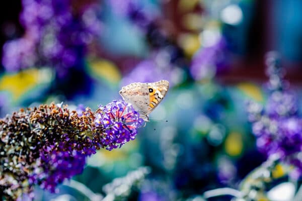 butterfly