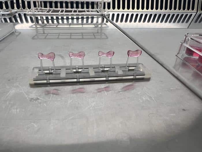 Engineered heart tissues each grown between fixed posts