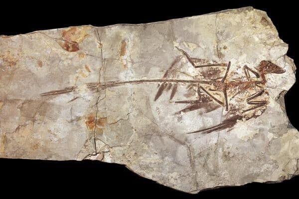 A fossil of Microraptor, one of the smallest known dinosaurs.