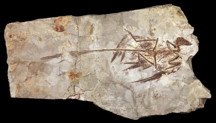 Microraptor