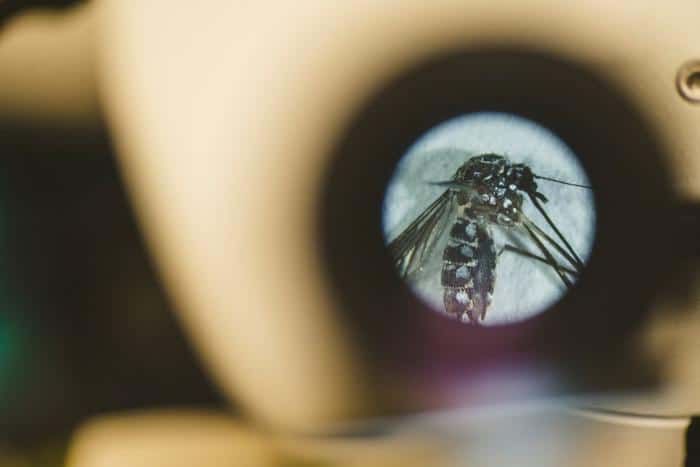 Pic of a mosquito under microscope