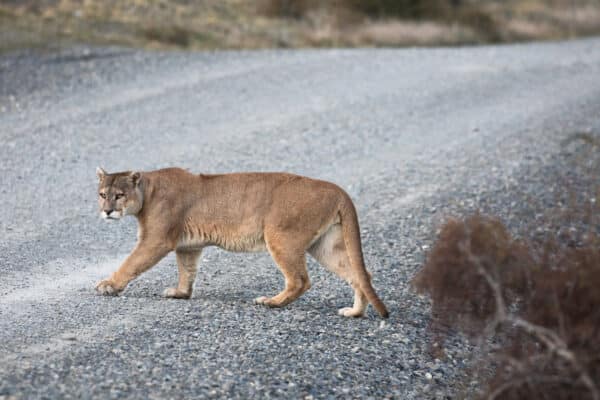 puma crossing road