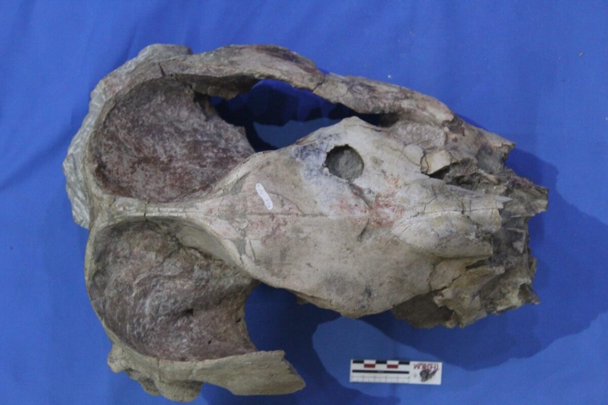 Purussaurus