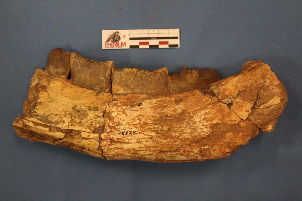 Purussaurus