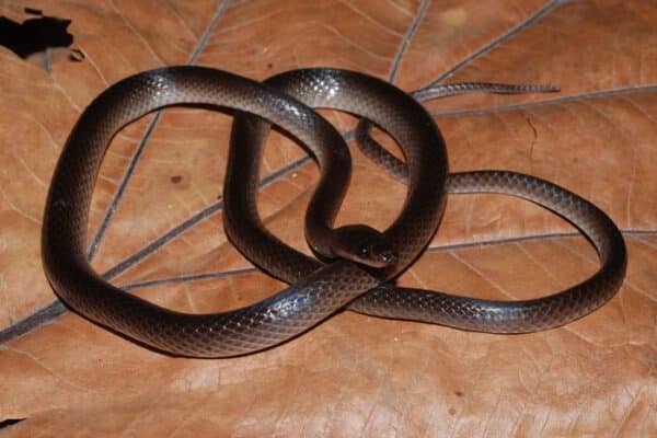 The new species of snake, L. slashi.