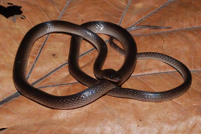 Slashi Snake Species
