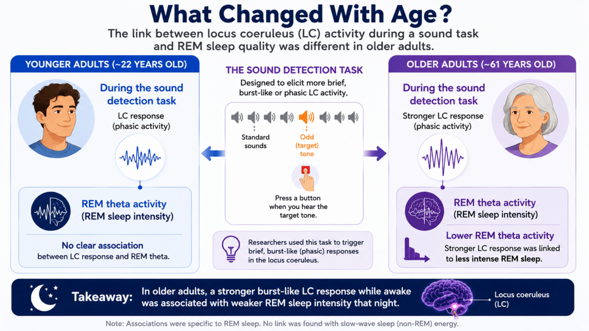 nfographic comparing the link between locus coeruleus activity and REM sleep in younger and older adults.
