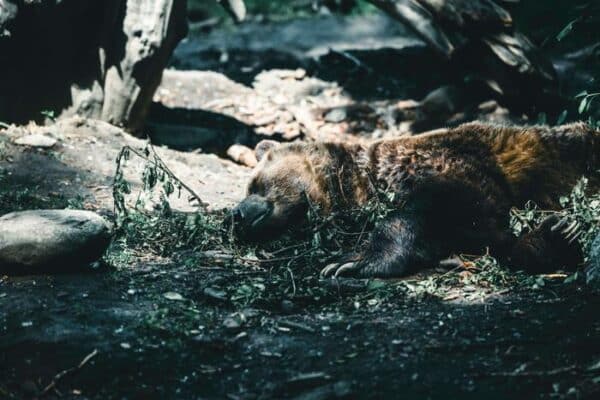 pic of sleeping brown bear in brook water