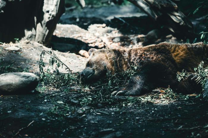 Sleeping Brown Bear