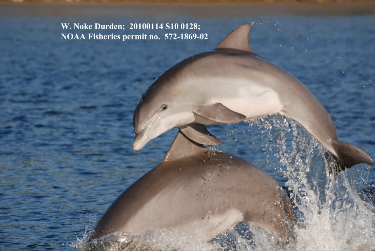 dolphins