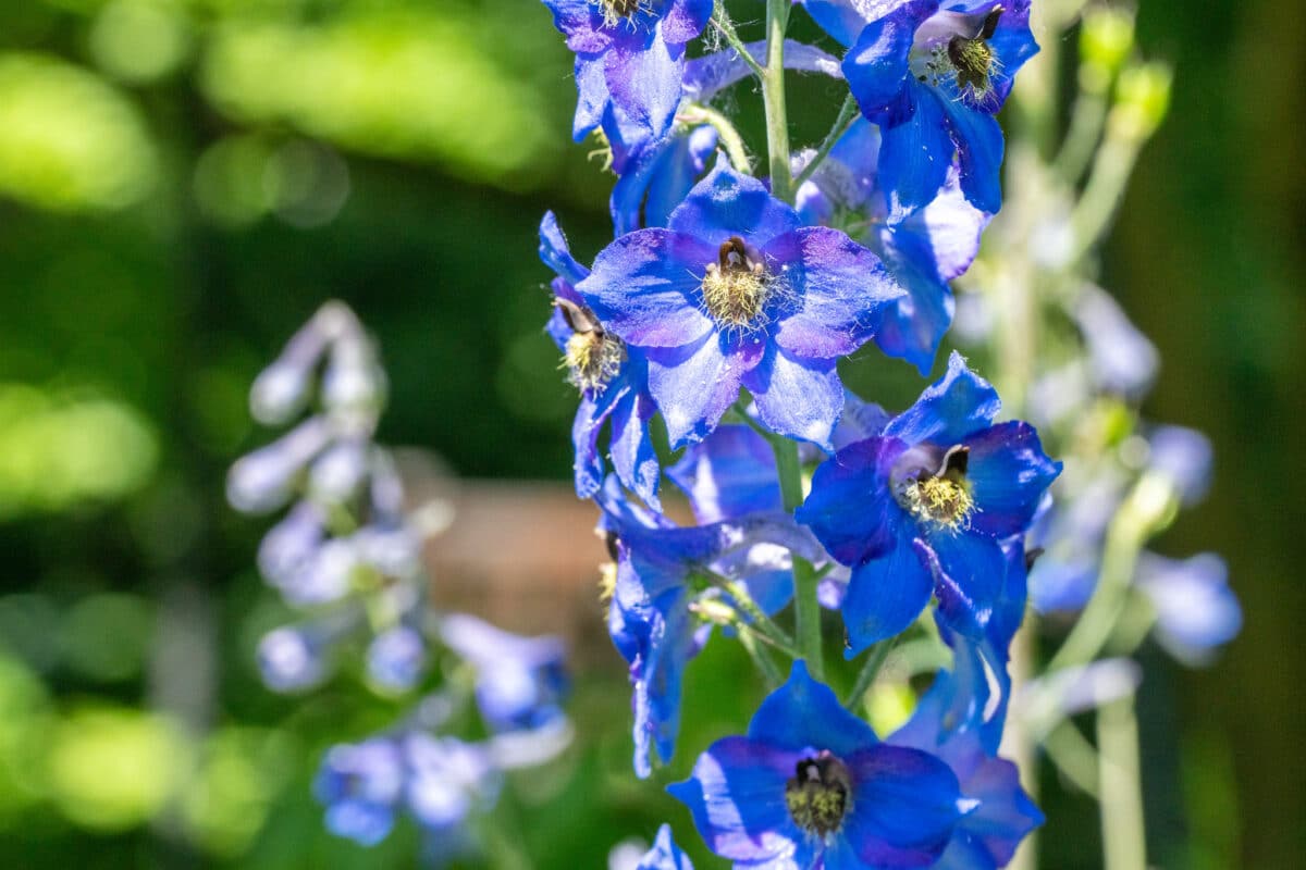 larkspur