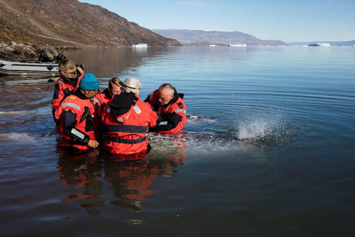 narwhal tagging