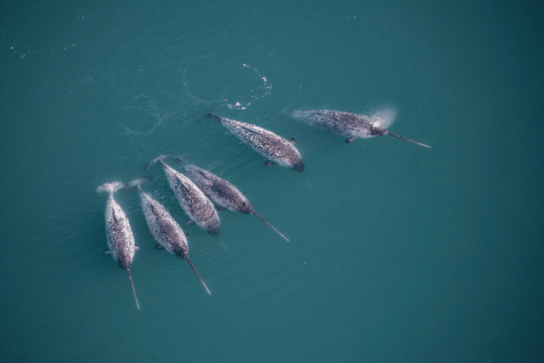 narwhals