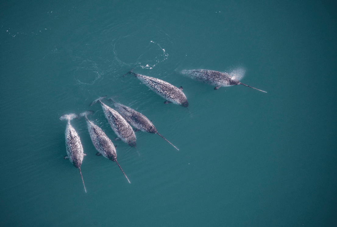 narwhals