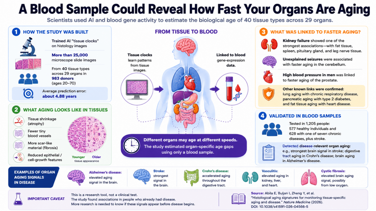 organ aging