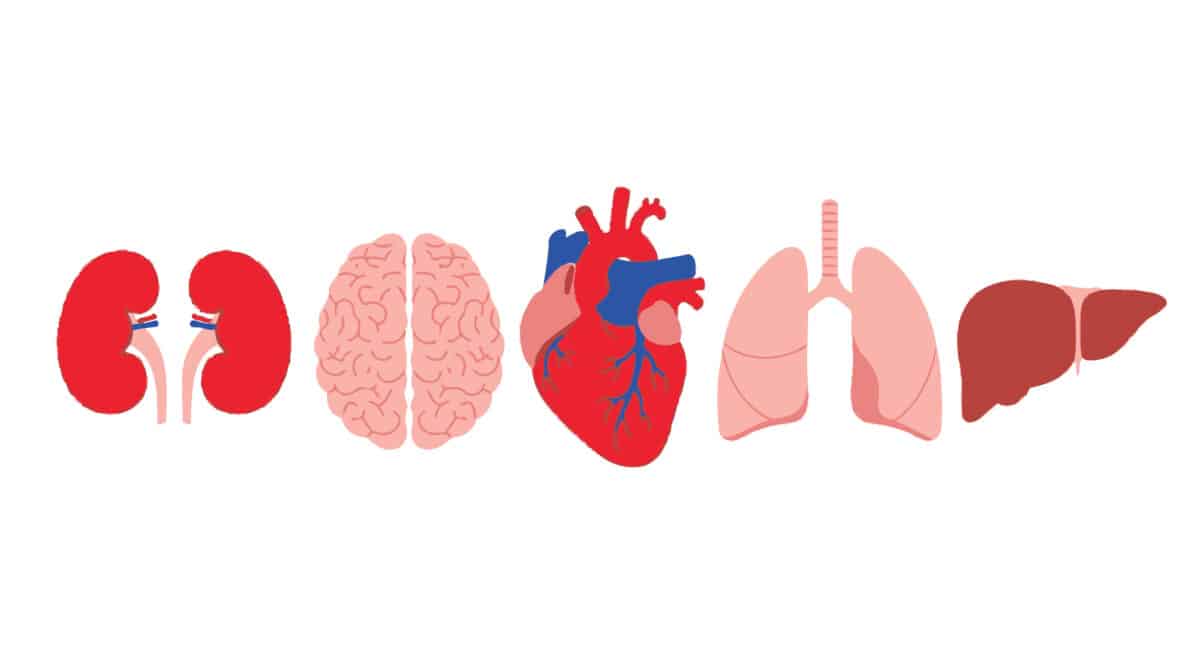 Anatomical illustration displaying key human organs including the brain heart lungs kidneys and liver