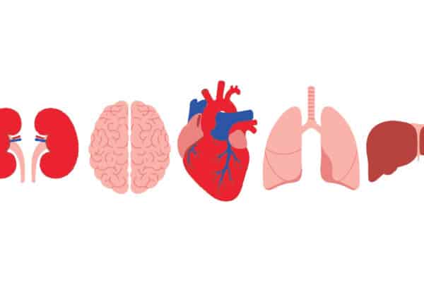 organs