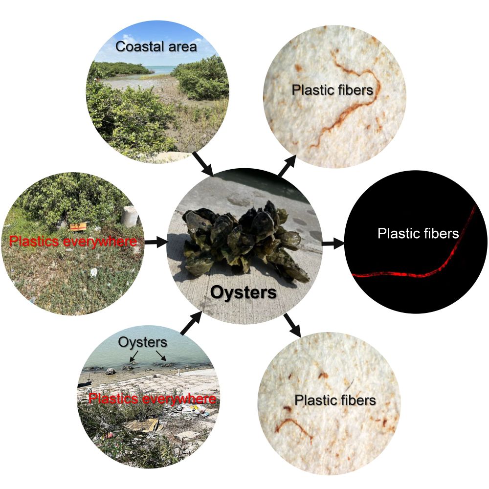 oysters plastic