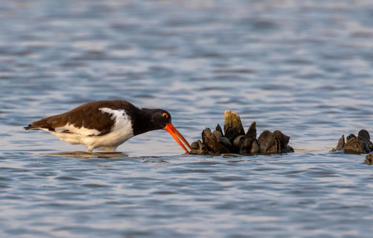 American oystercatcher (Haematopus palliatus) feeding on oysters and hermit crabs at tidal marsh in early morning, Galveston, Texas, USA.