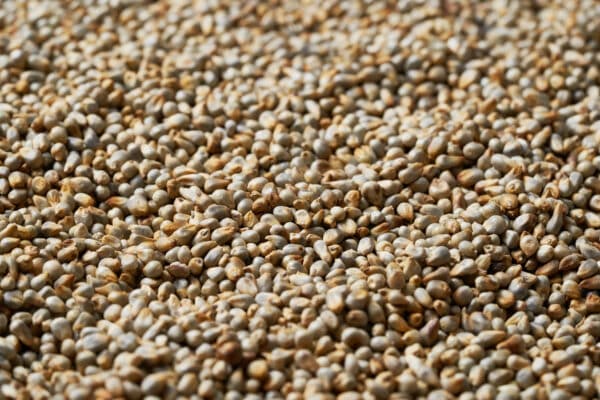 millet