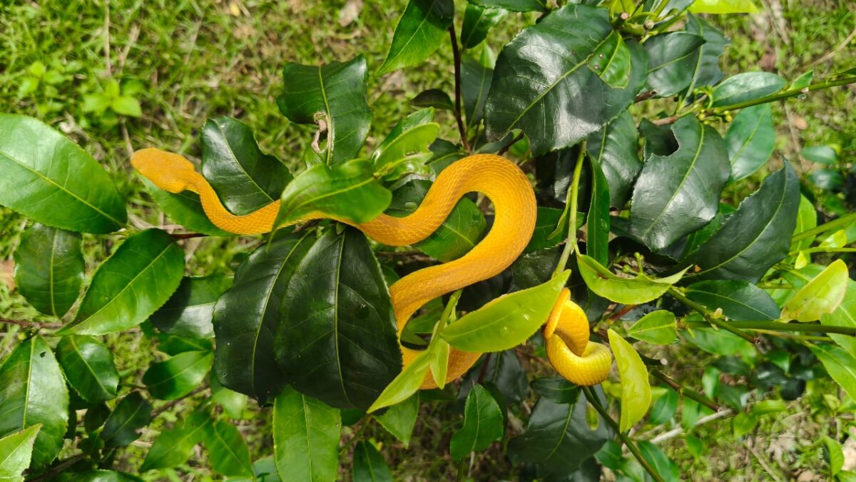 pit viper