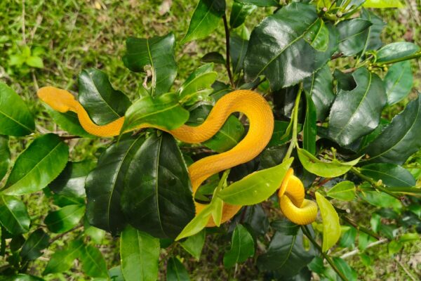 pit viper