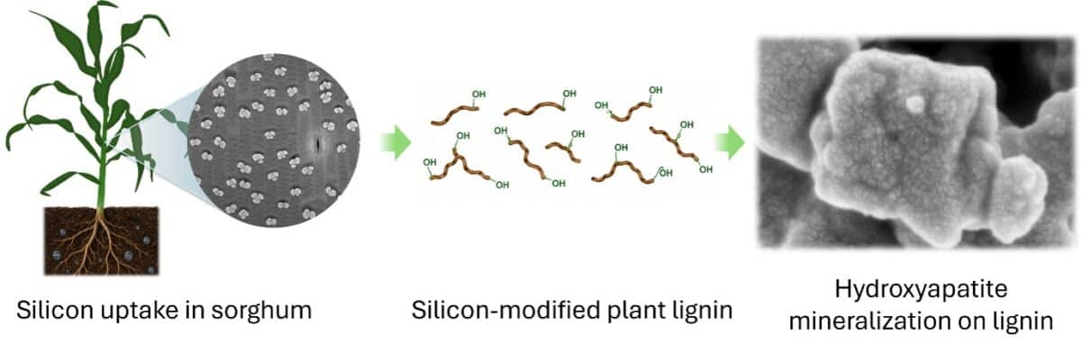 plant matrix