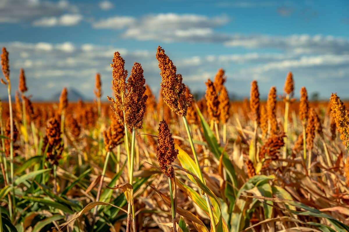 sorghum