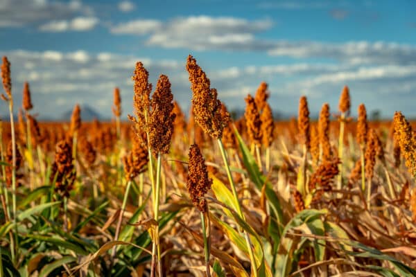 sorghum