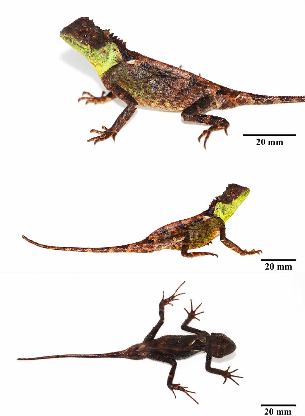 thai lizard