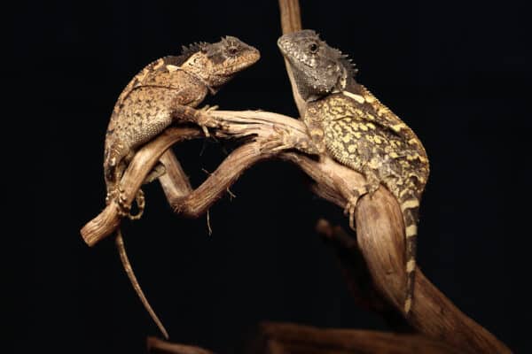 thai lizard