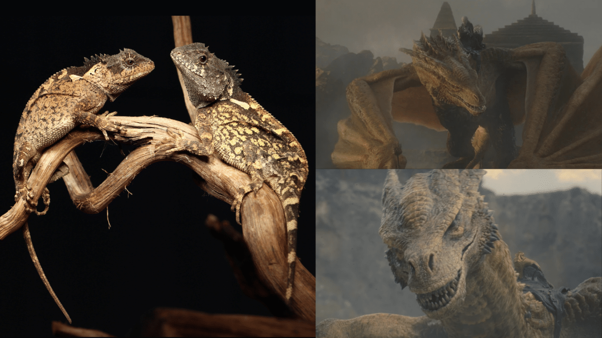 thai lizard HOD