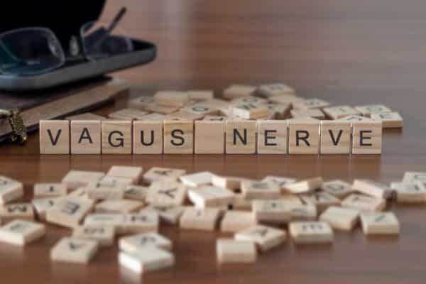 vagus nerve