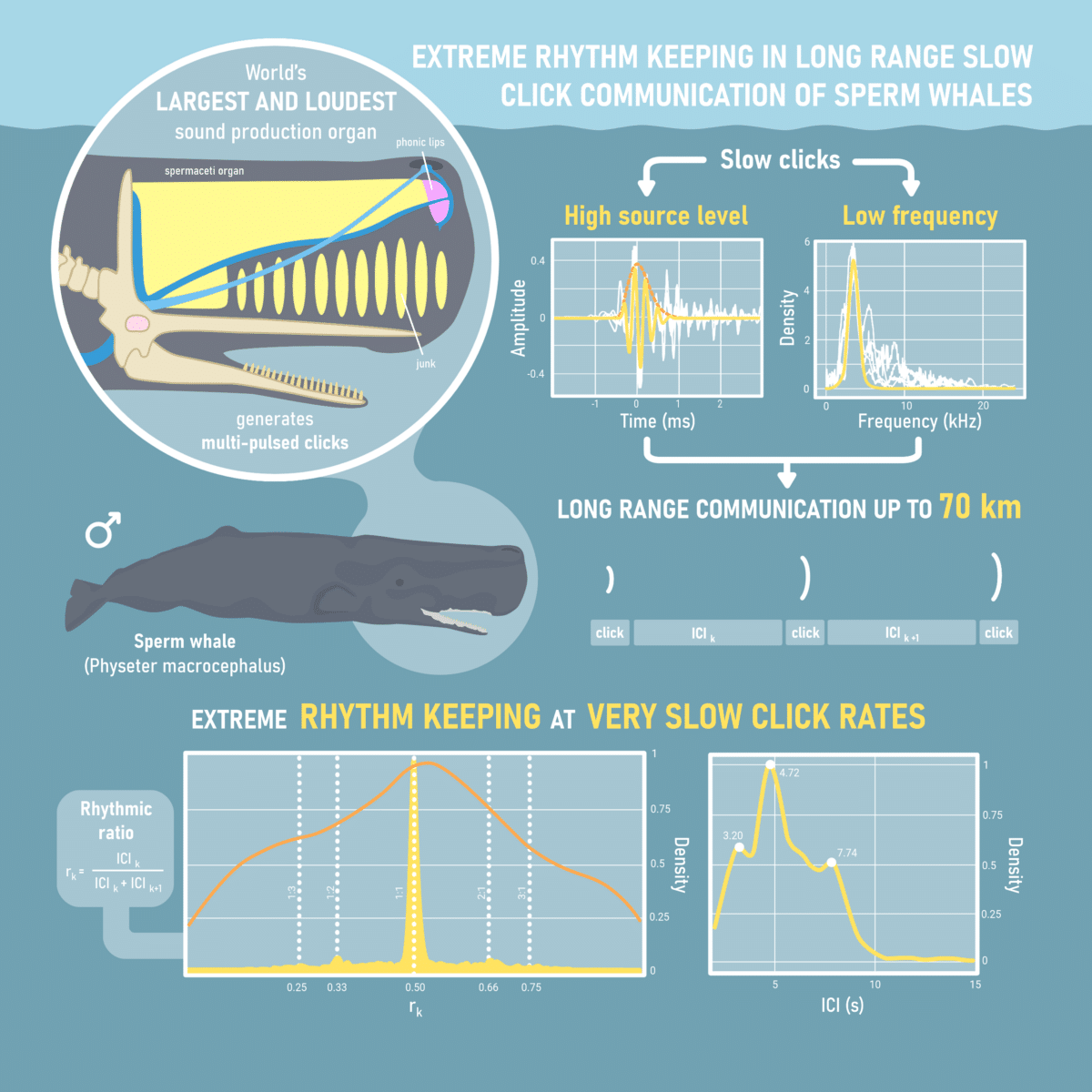 sperm whale