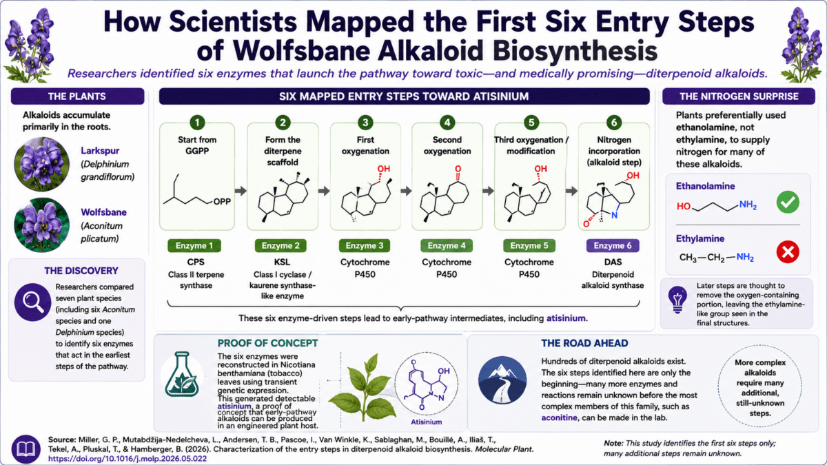 wolfsbane infographic