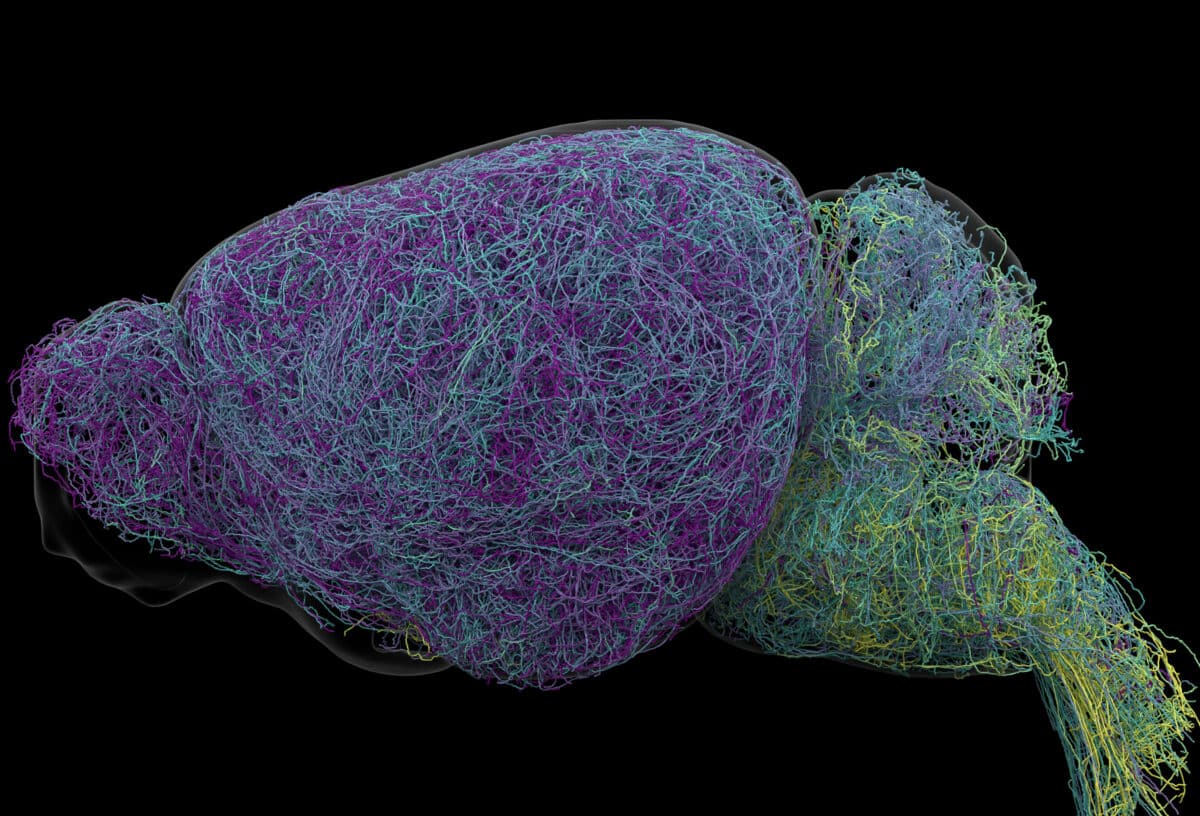 100 LC Neurons