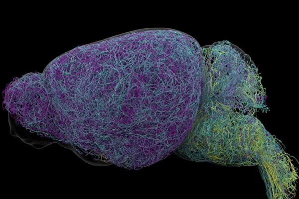 100 LC Neurons