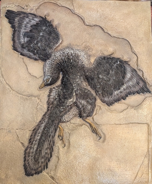 Archaeopteryx by Karen Fawcett resize