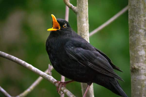blackbird on a branch