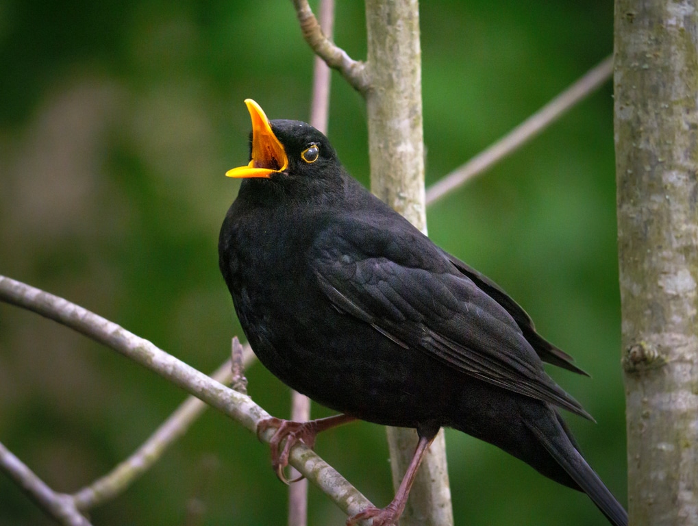 blackbird on a branch
