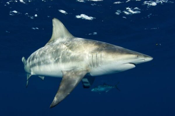 Blacktip sharks provided researchers with a rare opportunity to observe free-swimming sharks in clear, shallow water off Southeast Florida.