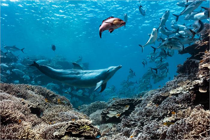 Bubbles the Dolphin