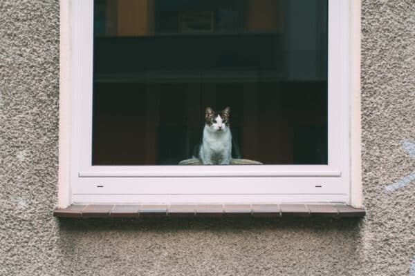 A lonely cat sits on the window sill waiting for its owner