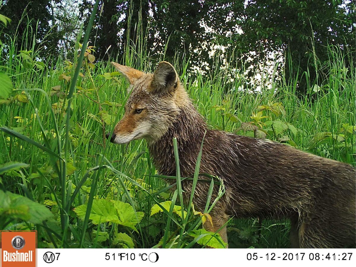 Coyote