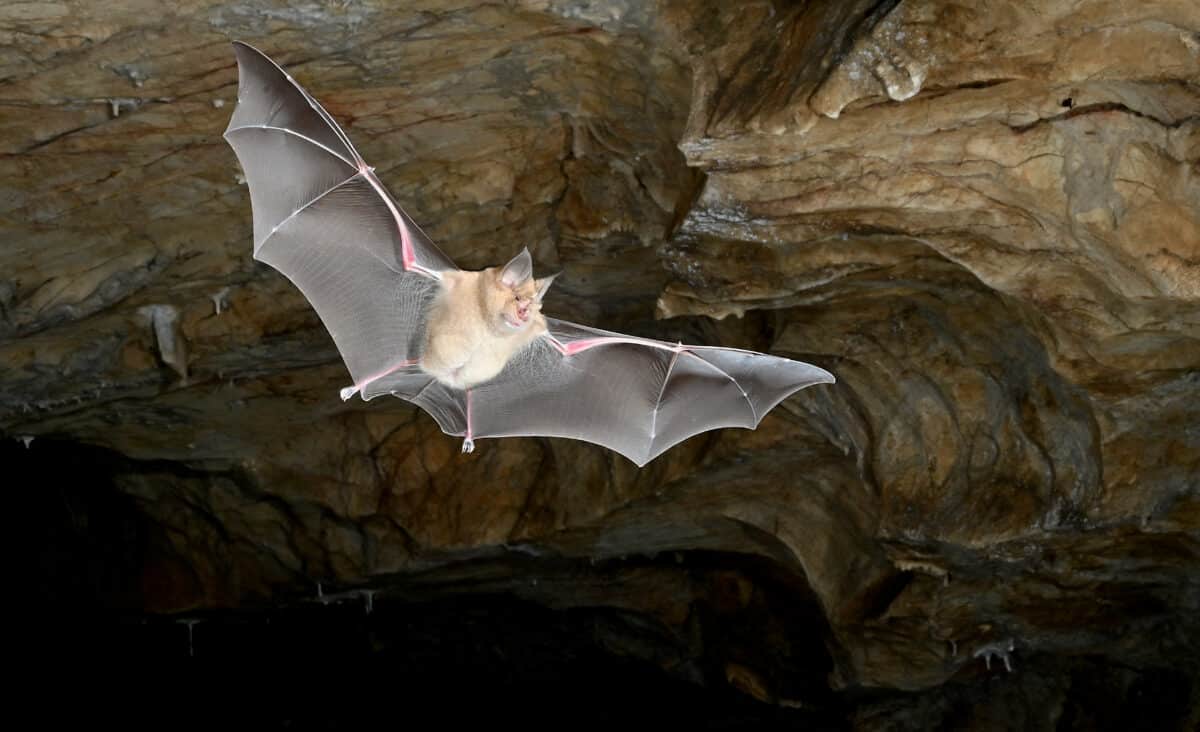 bat flying