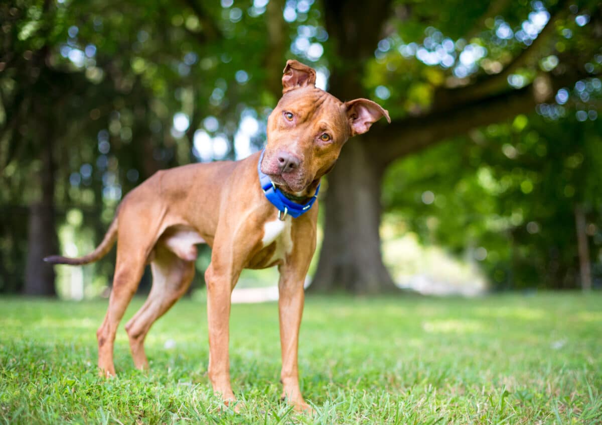Dog tilting its head