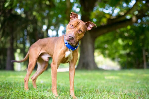 A Pit Bull Terrier mixed breed dog with floppy ears listening with a head tilt